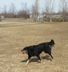 Yes, we went to the dog park and she caught the ball many, many times!