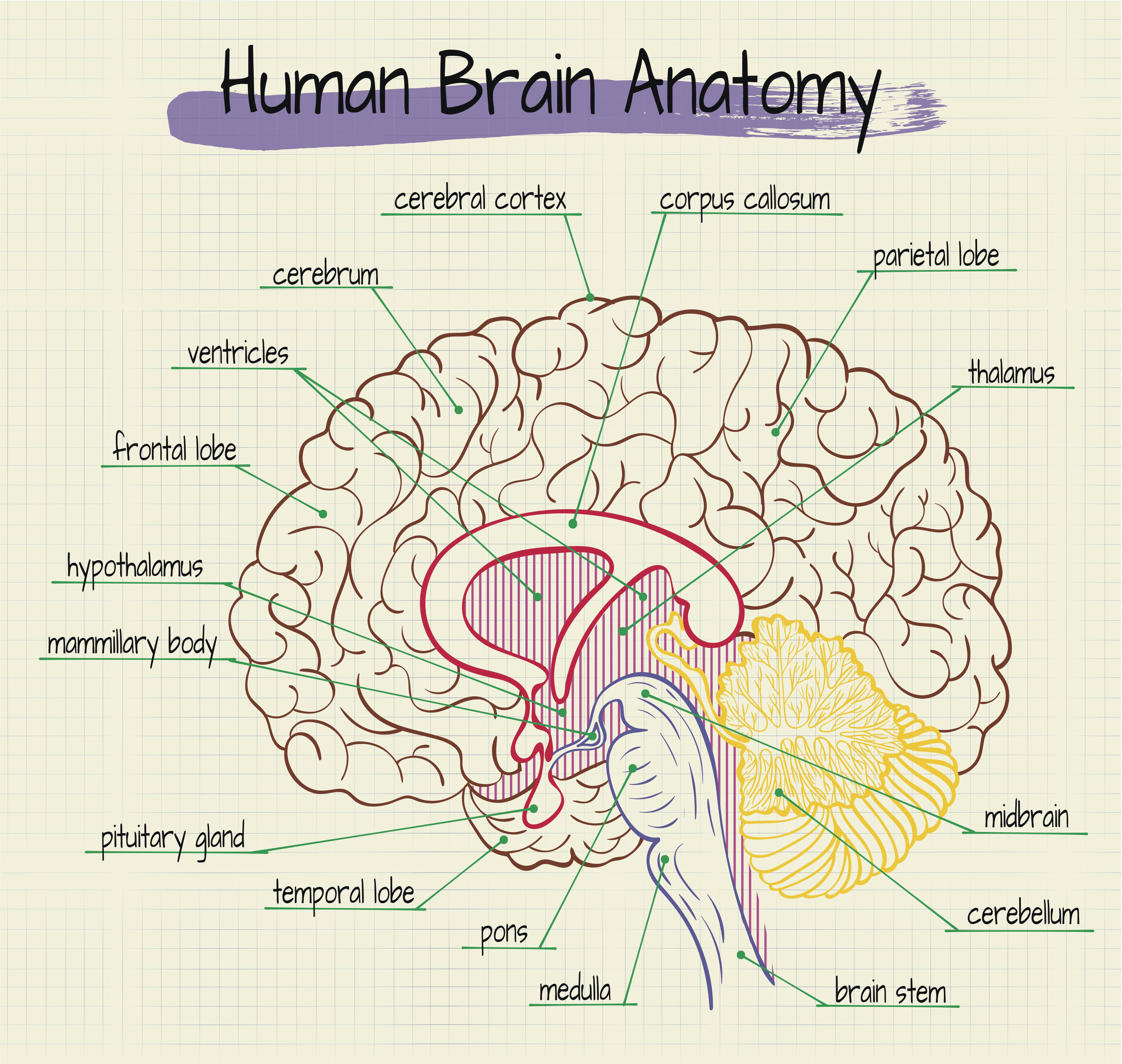Guide To Basic Brain Anatomy Learn The Parts Of The Brain Images And