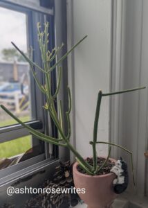 A pencil cactus in a windowsill with a blurred background. A ceramic cat hangs from the pot. 
