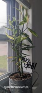 A bamboo plant in a windowsill, with a stick that says boo. 
