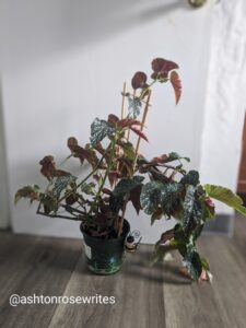 Begonia plant against a white wall on a wooden floor. 