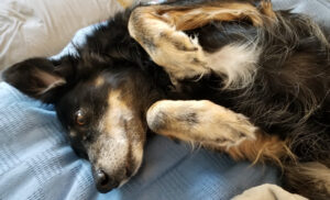 A black and brown dog on her back with paws in the air