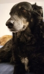 A black dog with a white muzzle looking to the left. 