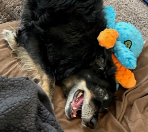 A dog smiling playfully with her toy