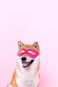 dog wearing pink mask