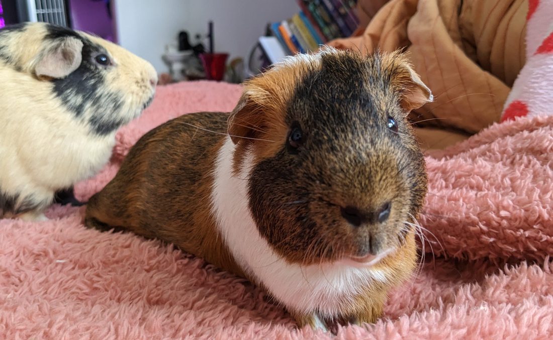 Two guinea pigs, one farther back and one looking at the camera