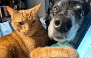 An orange cat and black dog staring at the camera