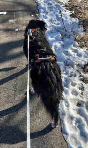 A black dog walking with a support harness