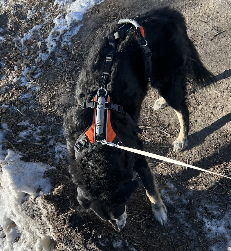 A black dog wearing a support harness