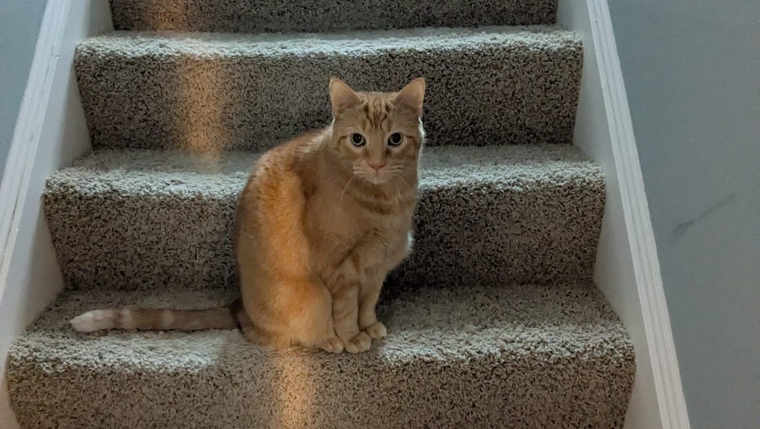 An orange cat sitting on the stairs