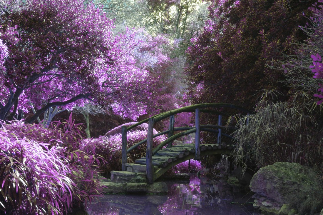 A wooden bridge in a bright purple forest