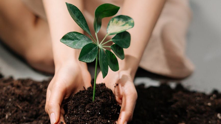 a person holding a green plant on brown soil