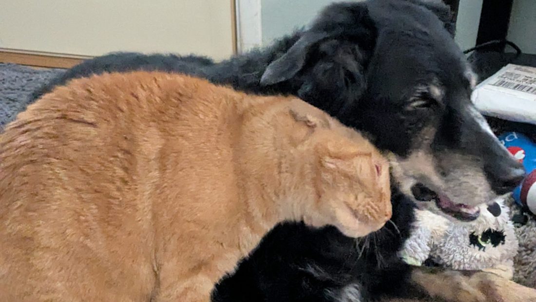 An orange cat snuggling against a black dog