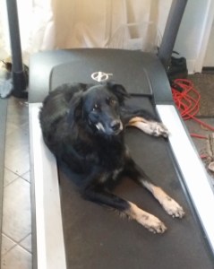 Sabel laying impatiently on a treadmill